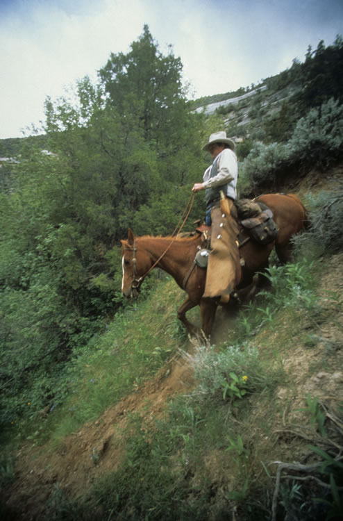 Horse Expert Witness, Ed Dabney